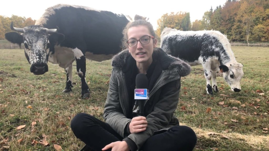 élevage de vaches vosgiennes