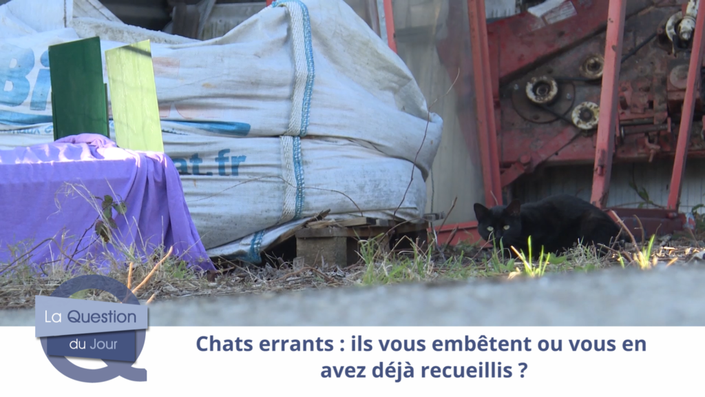 Y a-t-il des chats errants près de chez vous ? Est-ce qu’ils vous embêtent ?