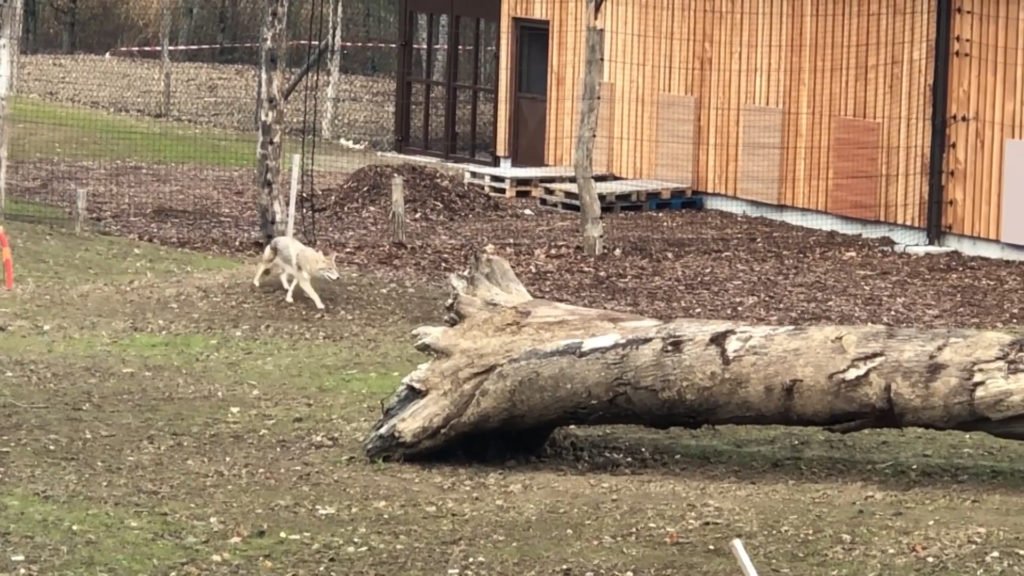 Le Parc de Sainte-Croix introduit des coyotes dans le "Nouveau Monde".