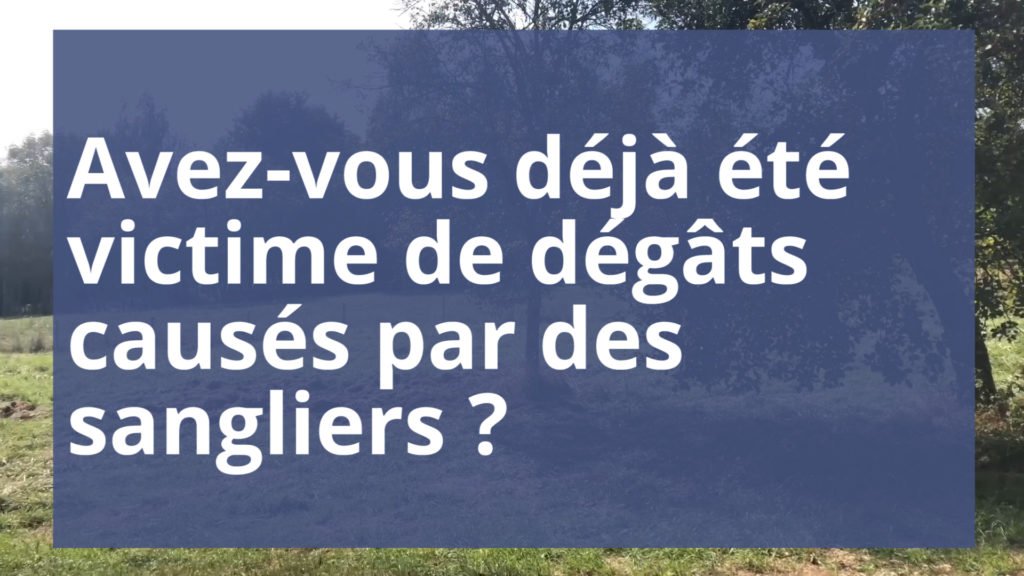 Avez-vous déjà été victime de dégâts de sangliers ?