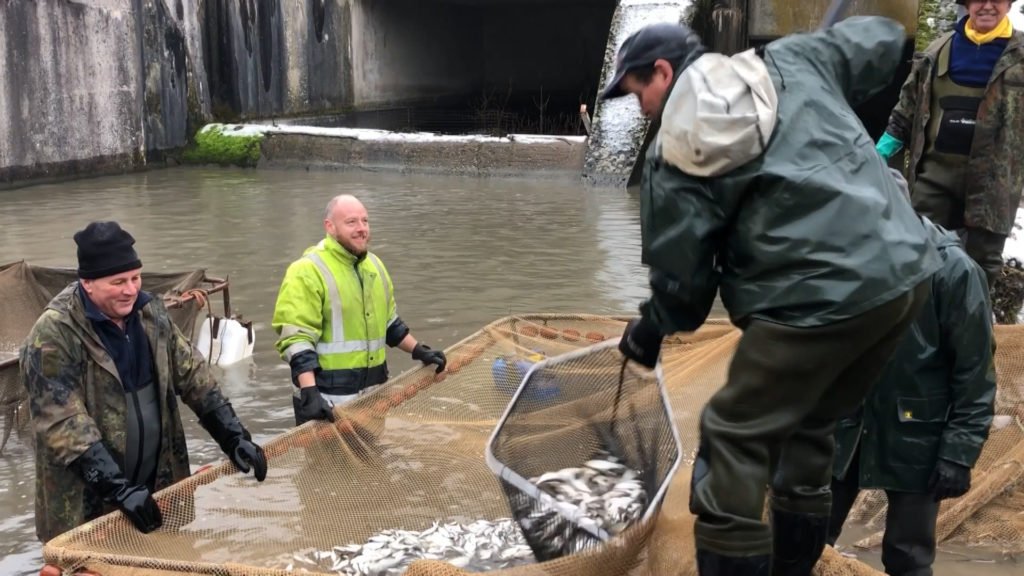 Les pêcheurs s’activent pour transférer les poissons de l’étang de Diefenbach