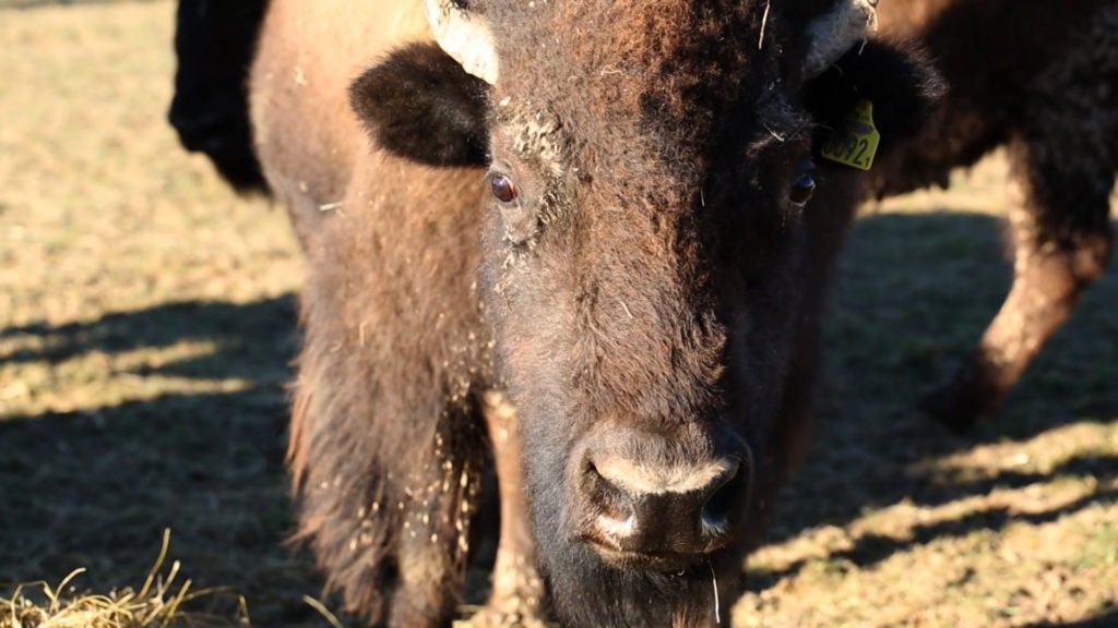 Le Ranch des Bisons