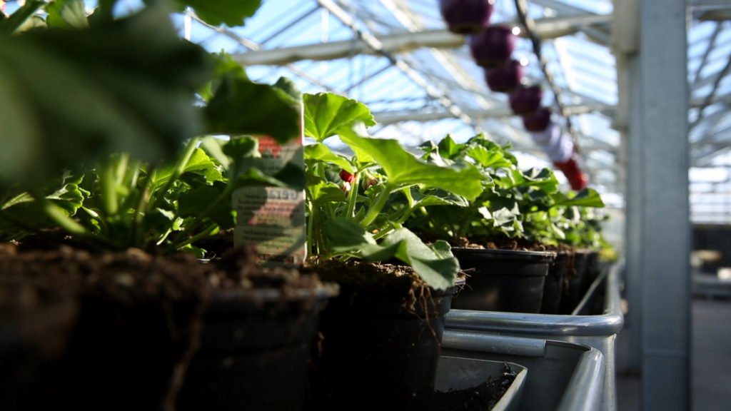 Fleurs Krebs : Horticulteurs de père en fils