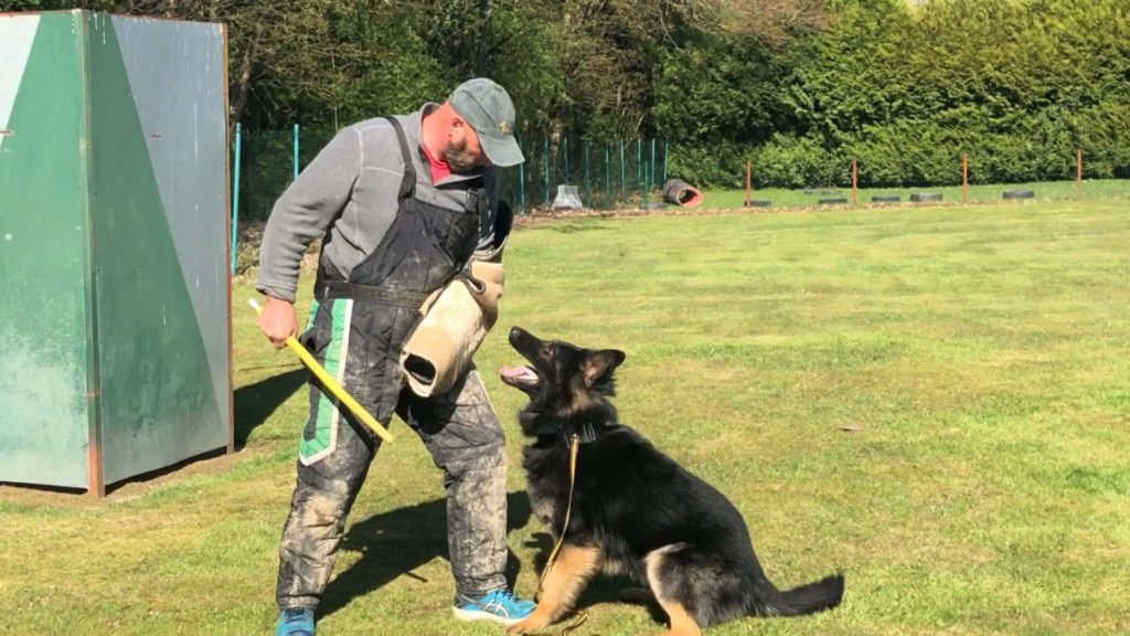 Coupe de France à Enchenberg : une compétition qui a du chien