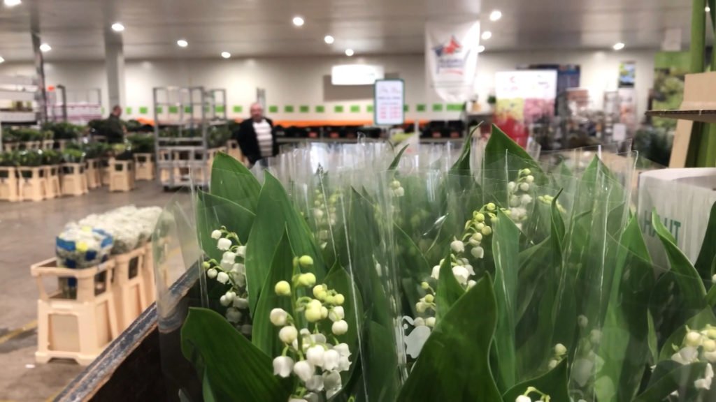 1er mai, jour de muguet