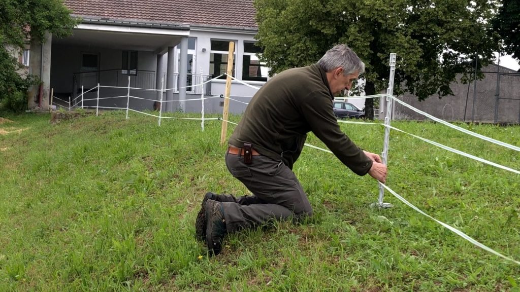 Lutte contre les sangliers