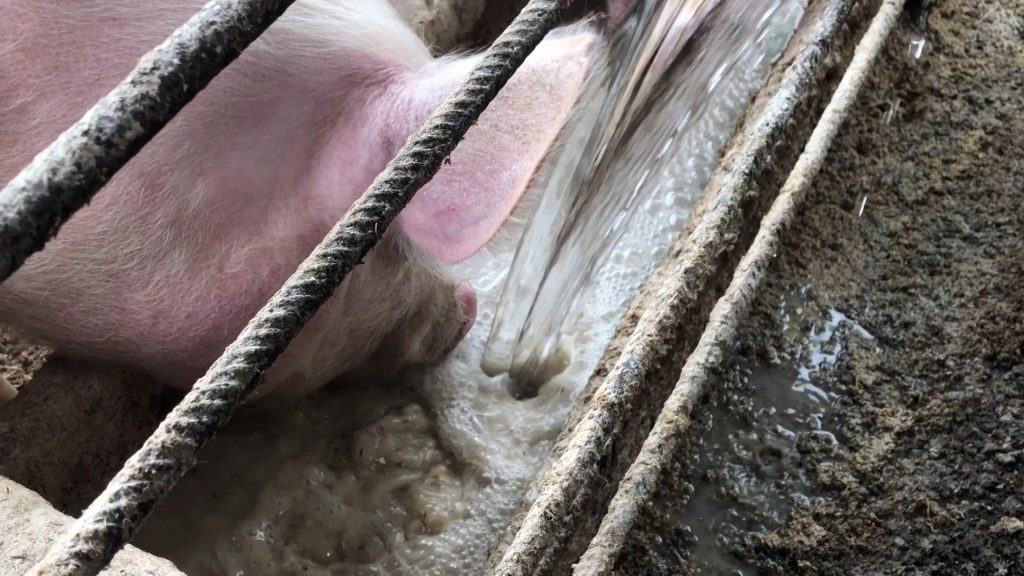 Canicule à la ferme