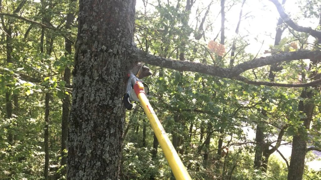 Éradication des chenilles en cours