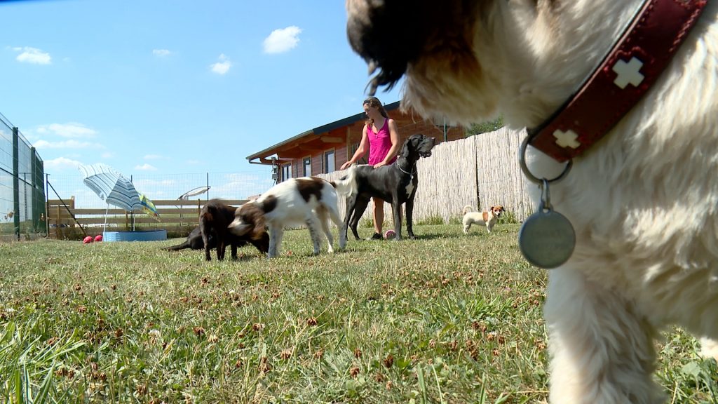 Les chiens aussi ont le droit à leurs vacances !