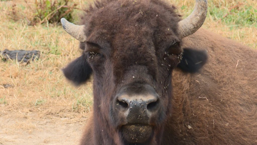 Un safari parmi les bisons au Pays de Bitche