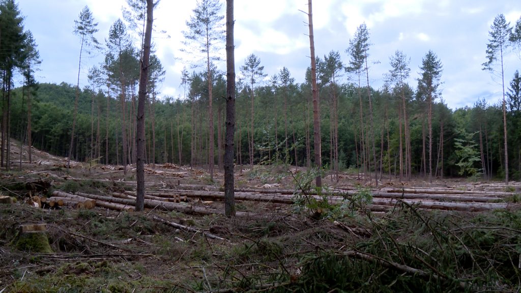 Conséquences sécheresse sur épicéas de la forêt de Bitche