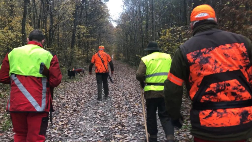 Battue de chasse au Buchholz