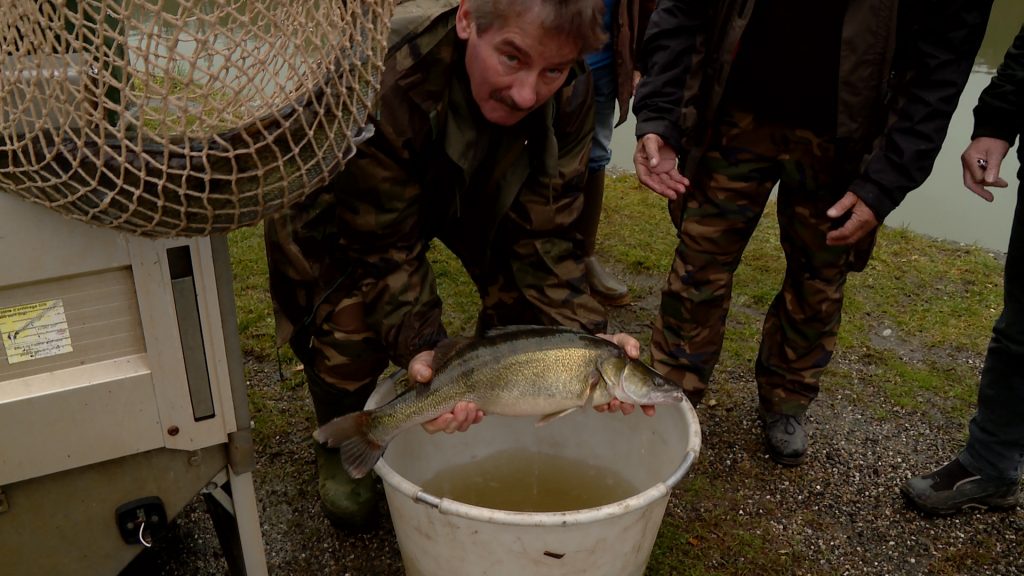 Petits poissons deviendront grands