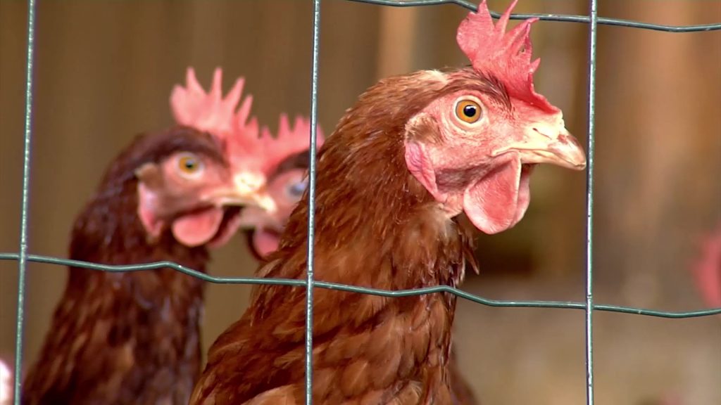 Animaux domestiques, animaux de la ferme