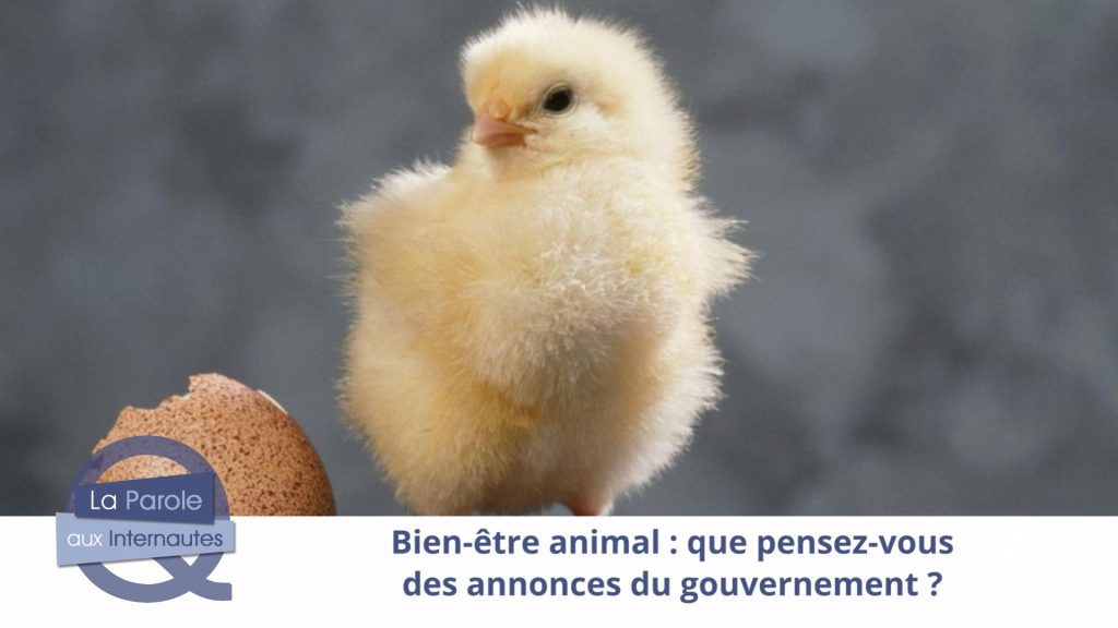 Les mesures du gouvernement pour le bien-être animal