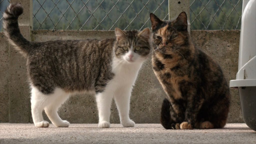 Refuges pour animaux fermés jusqu'à nouvel ordre ! - Vià Vosges