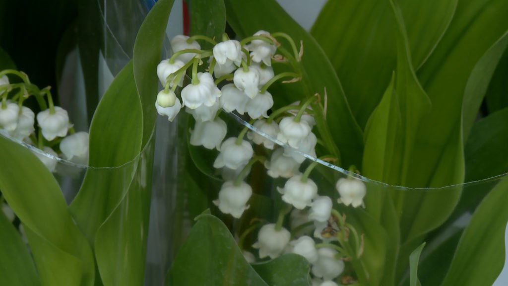 1er mai 2020 : le muguet sera au rendez-vous ?