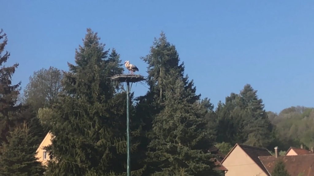 Des cigognes à Waldhouse