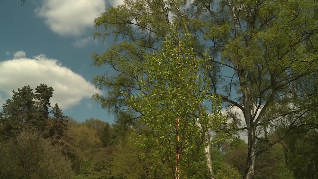 Un arbre en faveur de l’amitié franco-allemande !