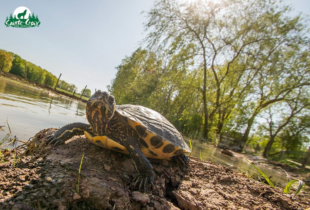 Double actualité au parc Sainte-Croix