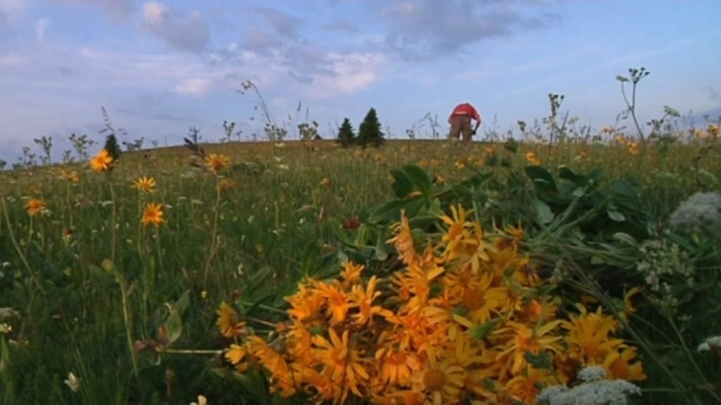 Vers un développement de l’arnica domestique ?