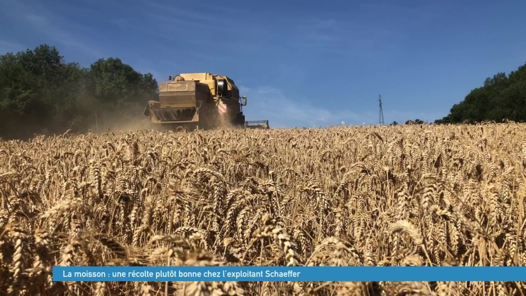 Une récolte de blé plutôt bonne