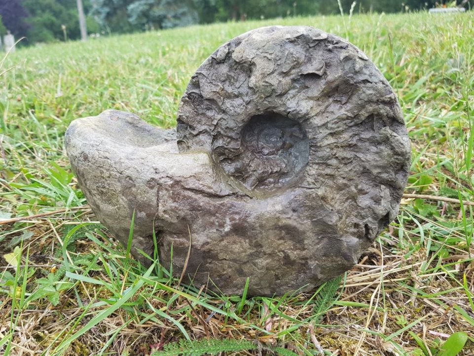 Jurassic Park dans la forêt de Zetting