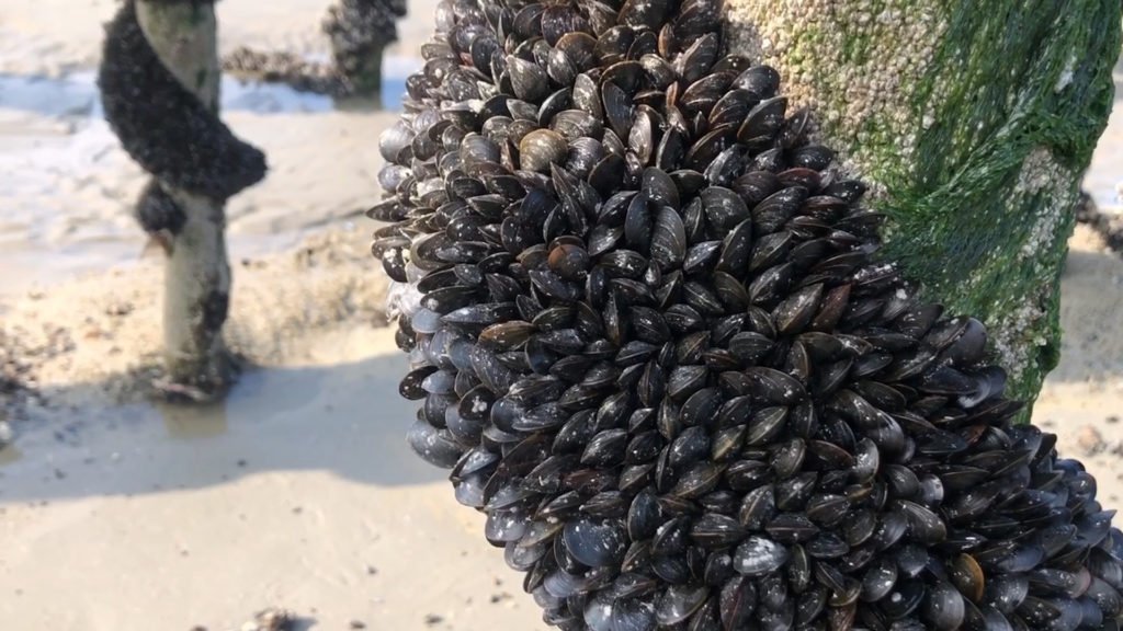 La marée basse, le moment de récolter les moules