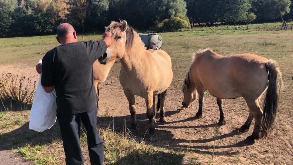 Mutilations de chevaux : les propriétaires inquiets ?