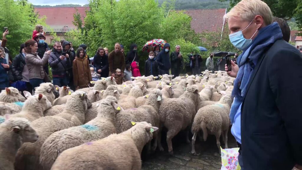 Première transhumance pour Pitch et Peps