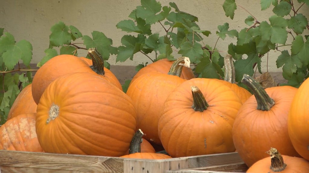 Le Hitscherhof, la ferme des citrouilles