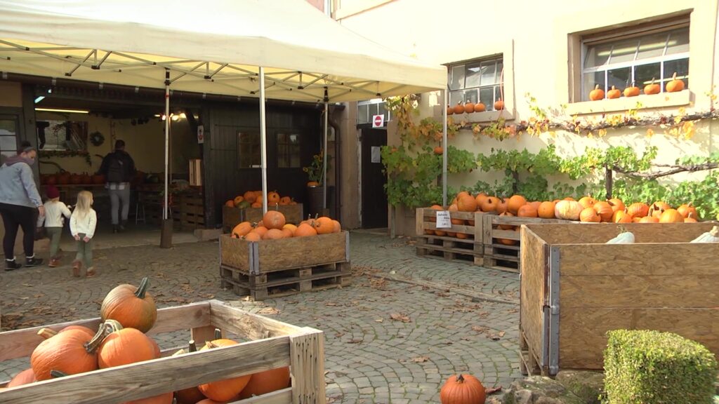 Le Hitscherhof cultive des citrouilles