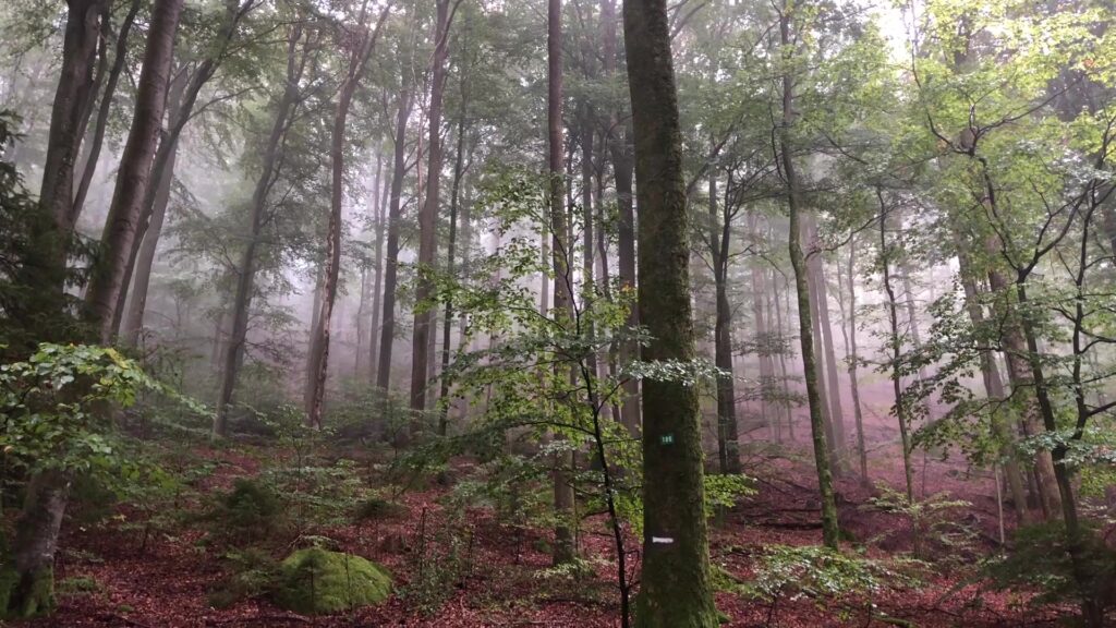 Le martéloscope du Falkenberg