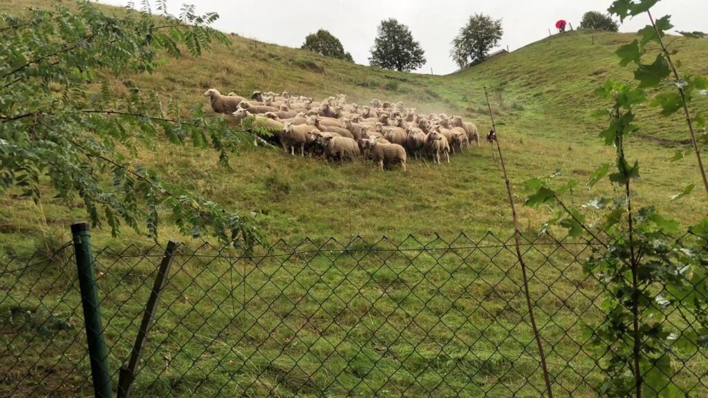 Transhumance des moutons à Bitche