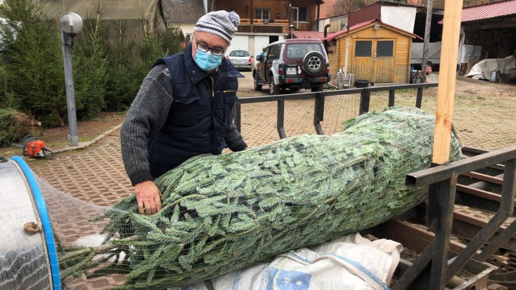 Des sapins de Noël à la maison