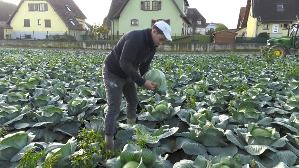 Alsace : les stocks de choucroute s’accumulent