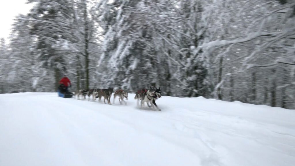 Un musher vosgien sur les traces de Nicolas Vanier