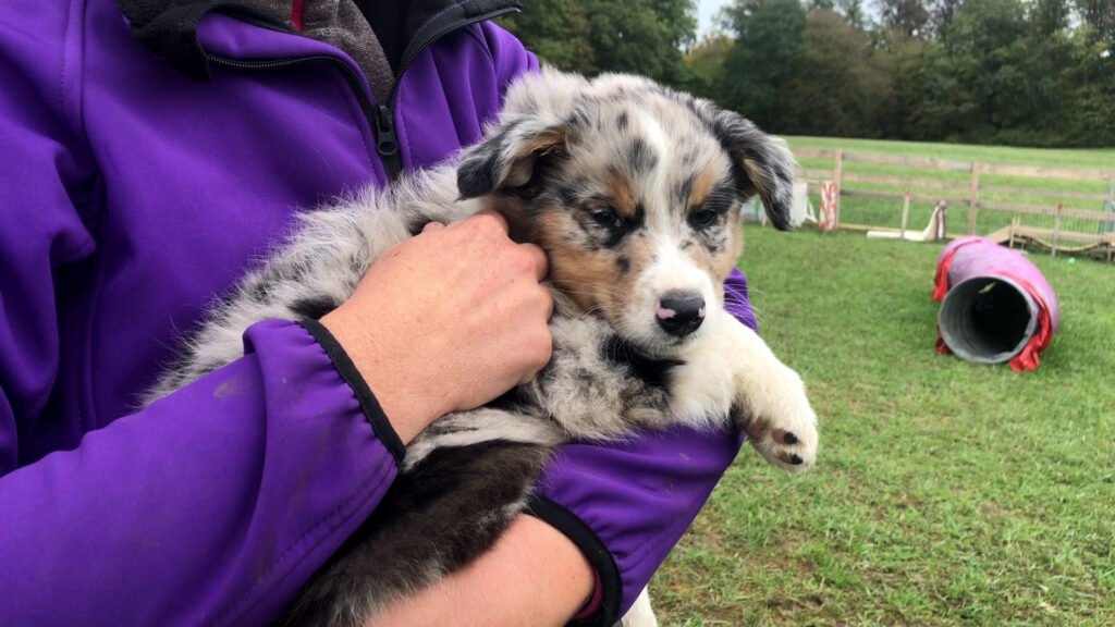 Le berger australien, chien préféré des Français