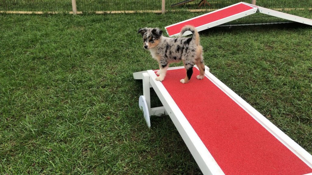 Une école du chiot à Zetting