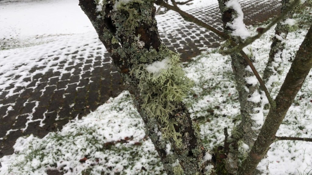 Le lichen : ce champignon aux mille vertus