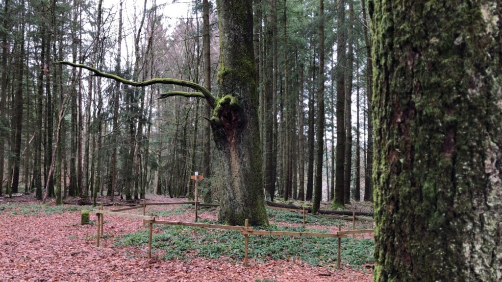 Le chêne du Kaiser en voie de devenir Arbre remarquable de France