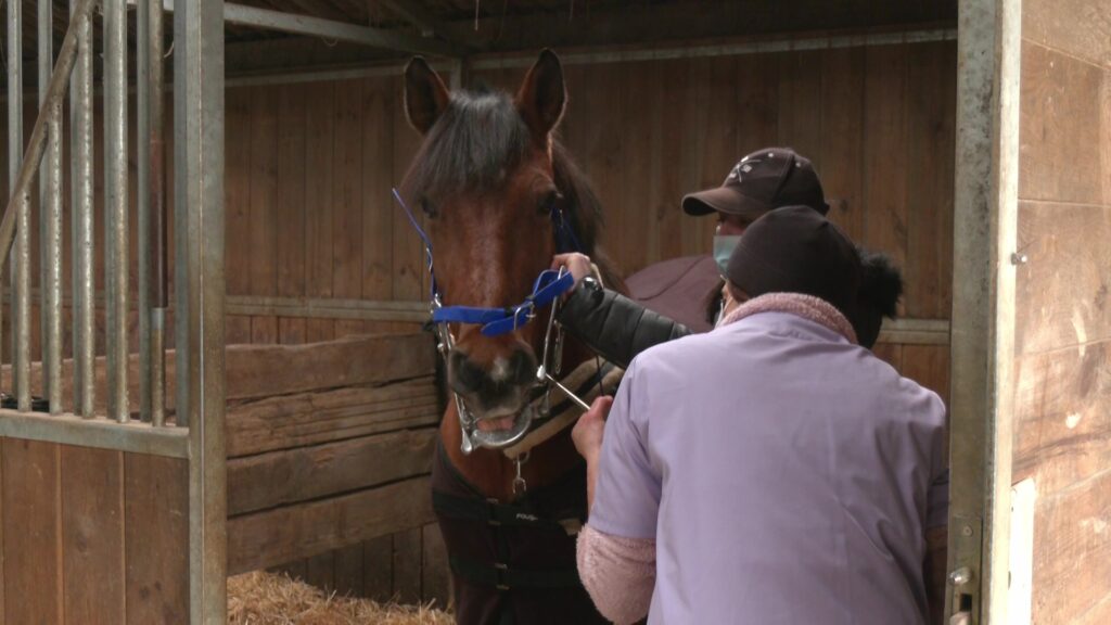 Les chevaux aussi ont besoin d’un dentiste