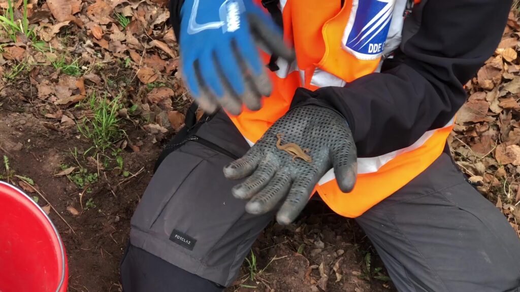 La migration des amphibiens a commencé