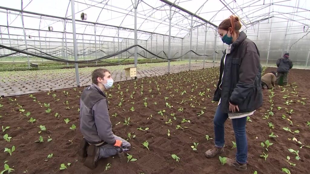 Les Jardins de Cocagne prônent le maraîchage bio à Thaon-les-Vosges