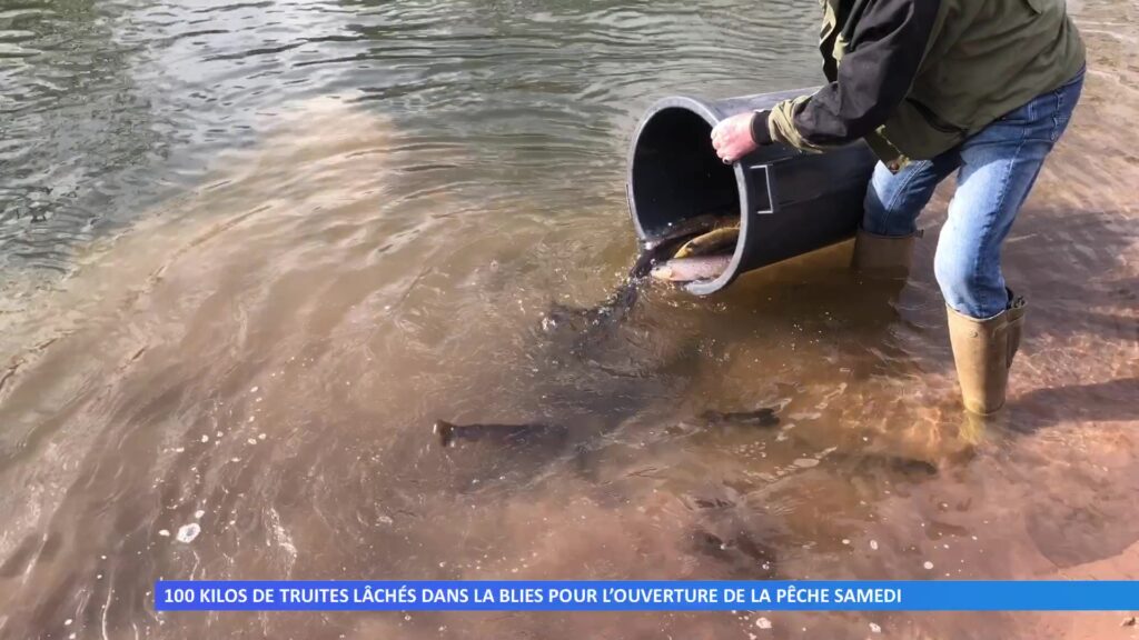 100 kilos de truites lâchée dans la Blies pour l’ouverture de la pêche samedi