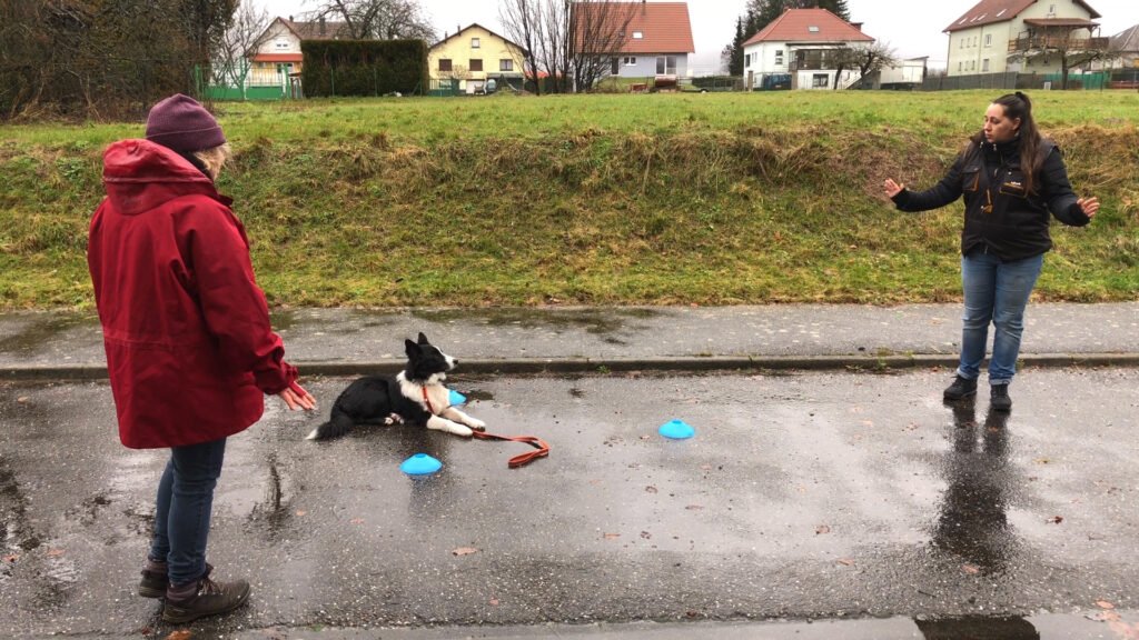 On éduque vos chiens à Soucht