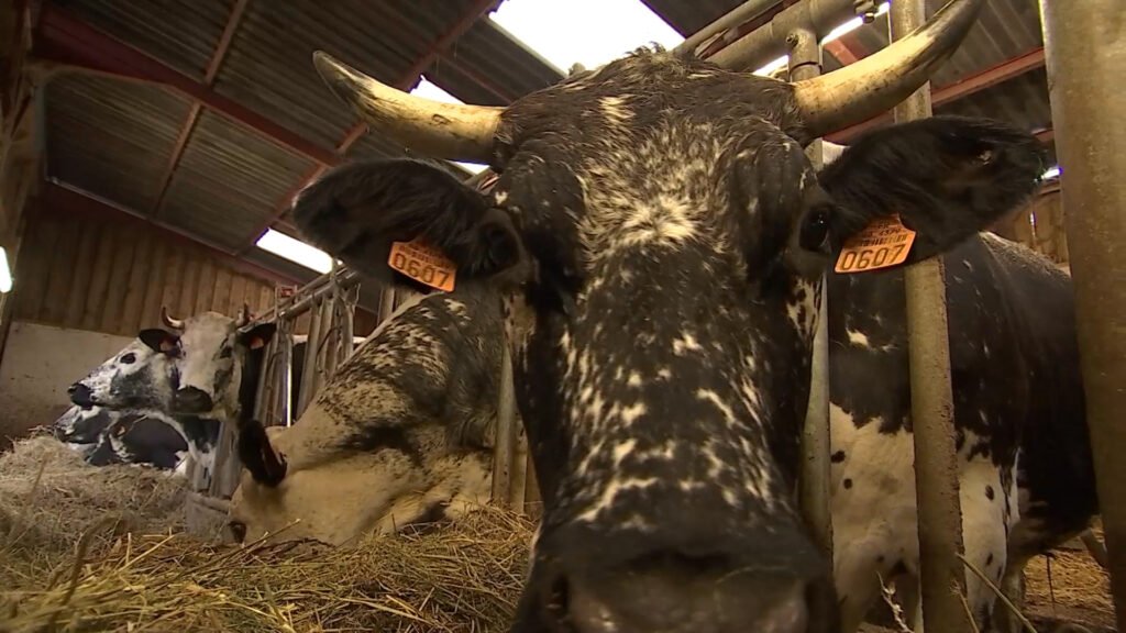 La vache vosgienne en campagne