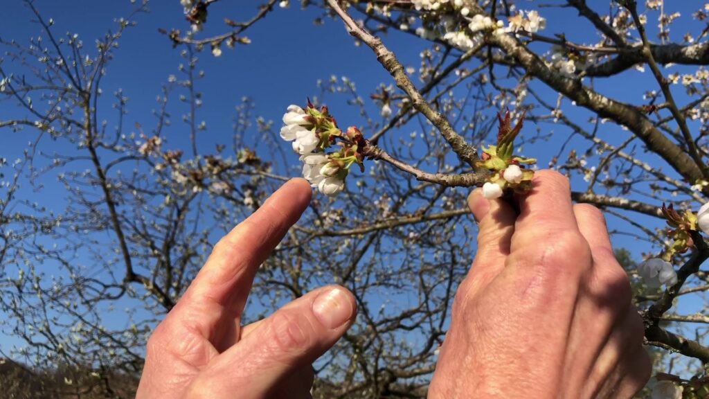 Les arboriculteurs de Holving face au gel