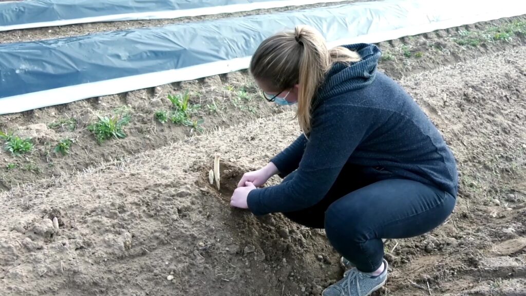 La saison des asperges démarre timidement