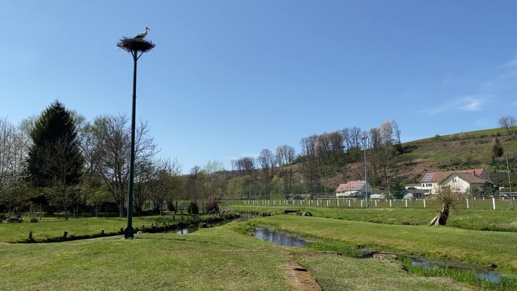 Les cigognes de retour à Waldhouse